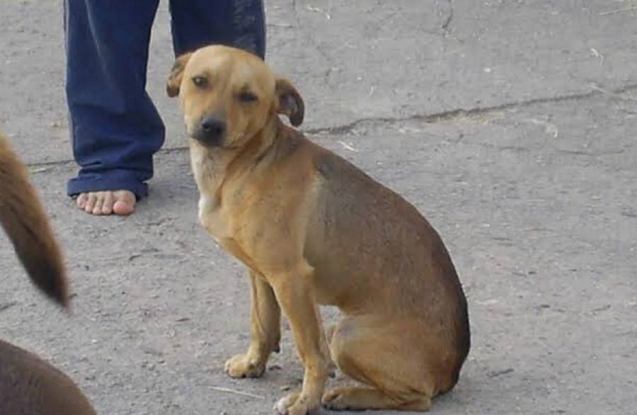 STM mantém condenação de capitão do Exército por maus-tratos a cachorro de rua